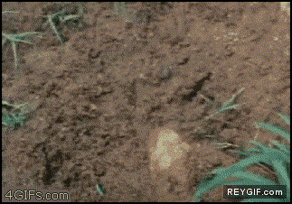 GIF animado (87356) La rana come ranas