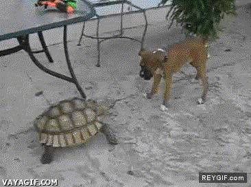 GIF animado (86927) La tortuga asesina
