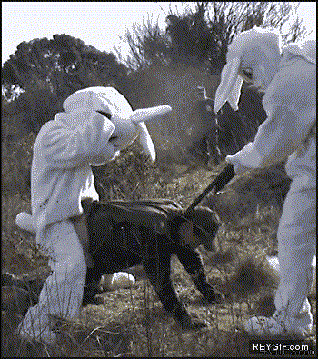 GIF animado (86681) La venganza de los conejos