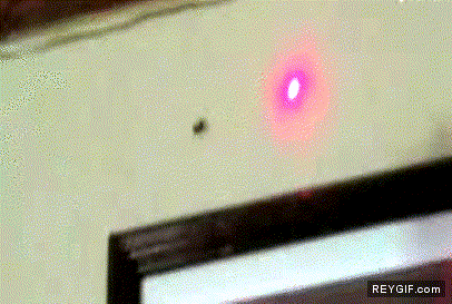 GIF animado (89794) Las aranas tambien siguen los punteros laser