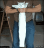 GIF animado (87500) Longcat is looooong