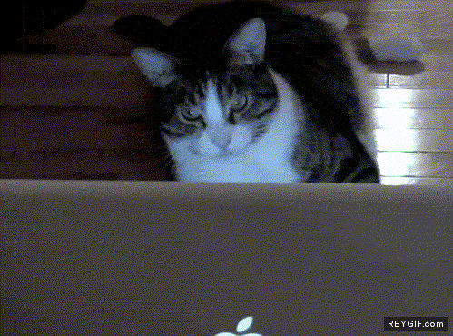 GIF animado (89063) Los gatos esos usuarios avanzados