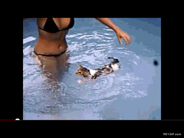 GIF animado (88508) Los gatos tambien nadan