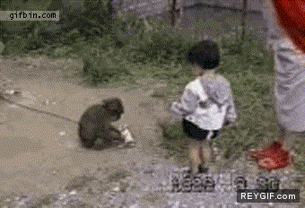 GIF animado (88845) Los monos tambien tienden trampas