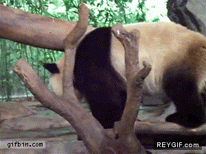 GIF animado (88372) Los pandas son expertos en trollear