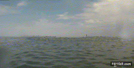 GIF animado (89633) Los peces nos invaden