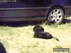 GIF animado (89905) Los perros justicieros
