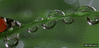 GIF animado (87668) Mariquitilla entre las gotas