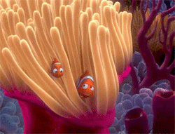GIF animado (80793) Marlin nemo anemona