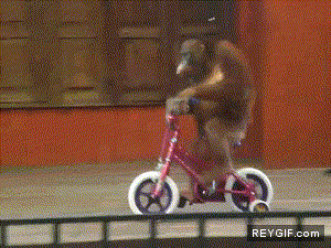 GIF animado (87218) Mono en bici