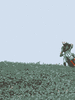 GIF animado (79378) Moto de campo