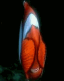 GIF animado (80808) Nemo