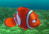 GIF animado (80801) Nemo enfadado