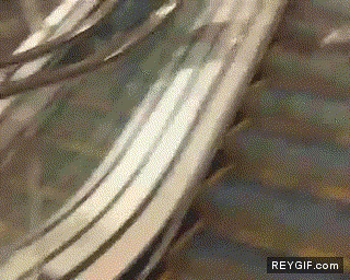 GIF animado (88649) Patos en las escaleras mecanicas