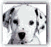 GIF animado (81228) Perrito dalmata