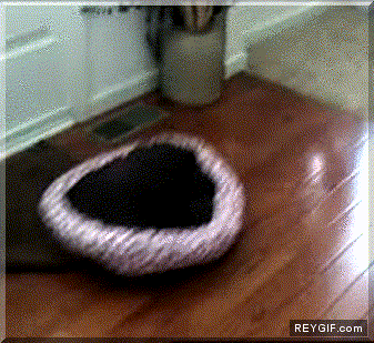 GIF animado (90019) Perro con complejo de tortuga