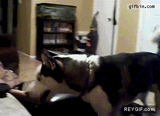 GIF animado (88393) Perro con miedo a julia roberts