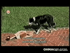 GIF animado (87977) Perro forever alone