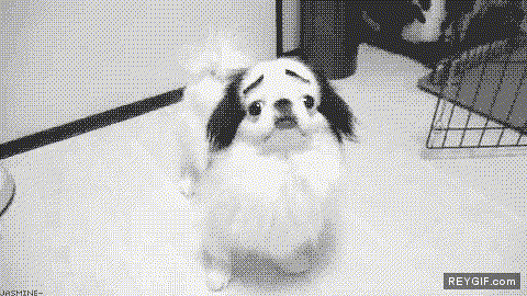 GIF animado (87286) Perro giratorio
