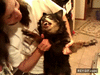 GIF animado (88644) Perro poseido