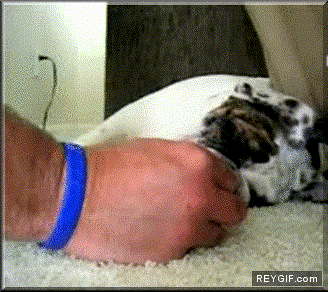 GIF animado (89899) Perro se despierta con el olor de la comida