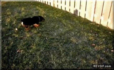 GIF animado (90074) Perro siguiendo su propia sombra