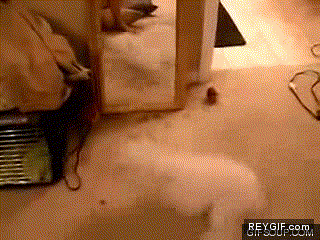 GIF animado (88977) Perro vs espejo