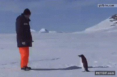 GIF animado (88493) Pinguino ataca a un hombre