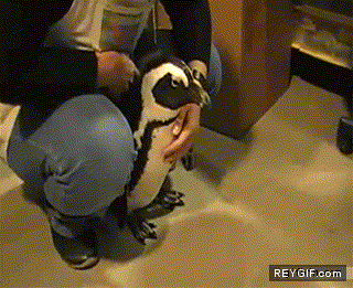 GIF animado (87533) Quien quiere un perro pudiendo tener un pinguino