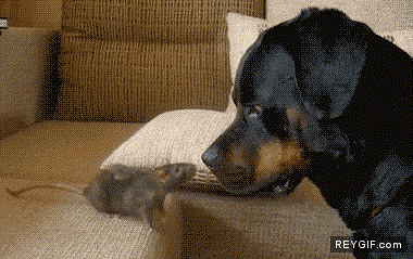 GIF animado (88368) Raton asustando a perro