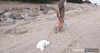 GIF animado (89258) Sacar a pasear al gato