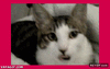 GIF animado (87180) Sexycat