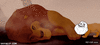 GIF animado (86857) Simba alone