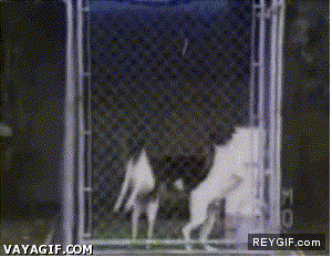 GIF animado (87101) Sincronizacion canina