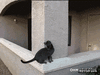 GIF animado (88152) Spidergato spidergato