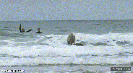 GIF animado (86933) Surfing oveja