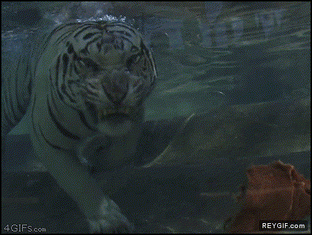 GIF animado (89123) Tigre comiendo bajo el agua