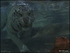 GIF animado (89123) Tigre comiendo bajo el agua