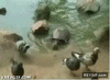 GIF animado (87331) Tortuga voraz