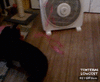 GIF animado (89943) Tu gato esta pesado inventaco
