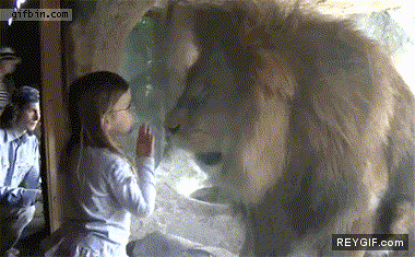 GIF animado (87636) Un beso despues de la reaccion del leon