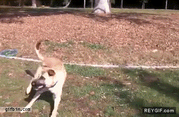 GIF animado (87841) Un perro muy motivado