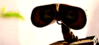 GIF animado (81153) Wall e planta