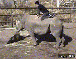 GIF animado (92435) A la mierda los caballos yo quiero cabalgar rinocerontes