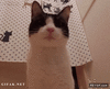 GIF animado (91309) A la mierda ser gato quiero ser hipopotamo