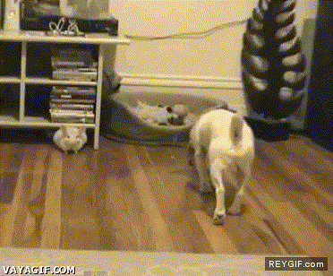 Imagen GIF de A la mierda todo yo hare parkour en el perro animado