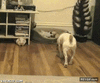 GIF animado (91463) A la mierda todo yo hare parkour en el perro