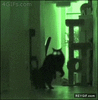 GIF animado (90732) Actividad paranormal gatuna