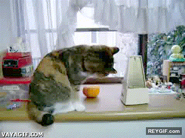 GIF animado (93242) Al gato le gusta el metronomo