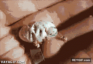 GIF animado (94397) Alguna vez has visto el nacimiento de un camaleon